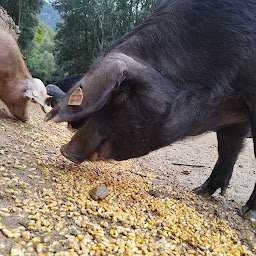 Photo n°27 de Charcuterie corse l'usu corsu à Olivese (Magasin de produits de la ferme)