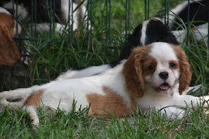 Photo n°16 de HISTORY DREAMS à Étagnac ()