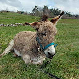 Photo n°21 de Bergerie des Chalots à Girmont-Val-d'Ajol (Éleveur)