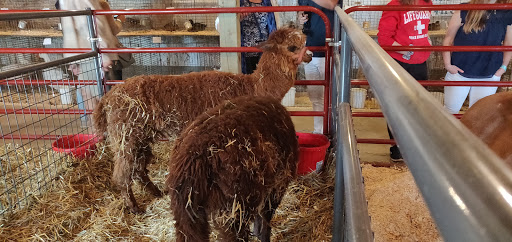 Perth Fair - Visual