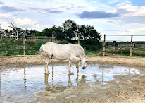 Communication animale Camille Perret à Saint-Maurice-de-Beynost