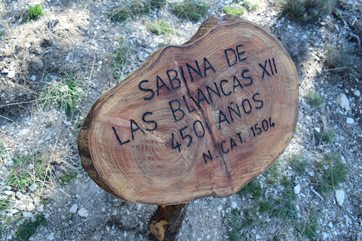 Sabinar de las Blancas - Thumbnail