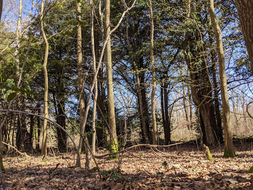 Orlestone Forest - Visual