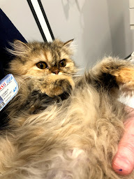 Photo n°6 de Clinique Vétérinaire des Arcades à Villefranche-sur-Saône (Vétérinaire)