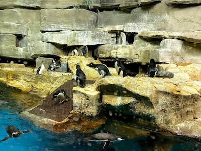 Shedd Aquarium