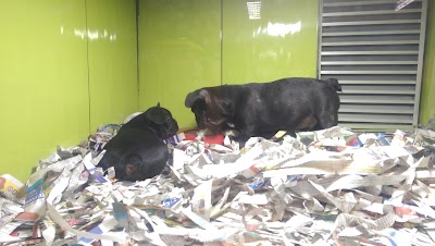 Photos of Nutibara Bulldogs