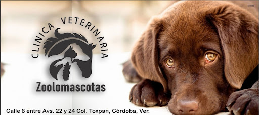 Zoolomascotas Clínica