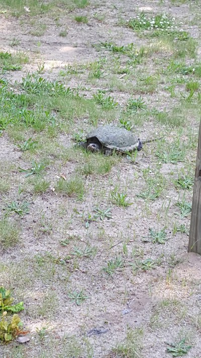 Photos of Cartier Park Campground