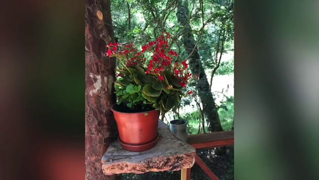 Opiniones de Cabañas Flor del Ulmo en Panguipulli - Hotel