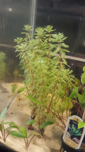 Furia Aquatics - Visual