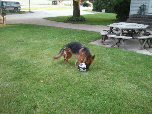 Pets Allowed Gallery - United States