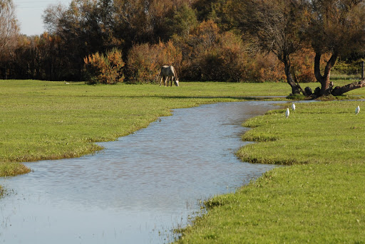 Paraje de Gatos — Parque Natural de Doñana