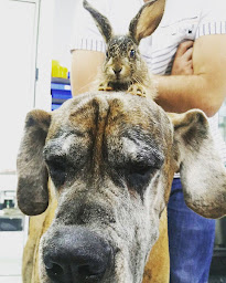 Photo n°22 de Clinique Vétérinaire de La Clauvade à Cuers (Vétérinaire)