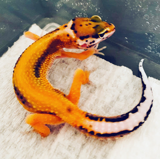 Gulf Coast Gecko