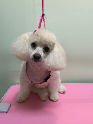 Shoreline Pets, LLC - Thumbnail