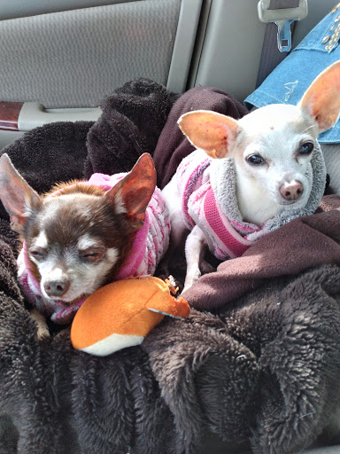 Sunnyside Pet Hospital - Thumbnail