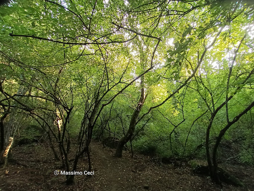 Regional Nature Reserve dell'Arcionello - Thumbnail