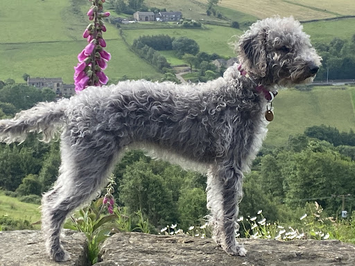 West Mount Vets - Mytholmroyd - Thumbnail