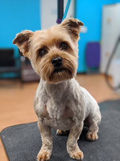 Kirsty Lou's Doggie Doo's - Thumbnail