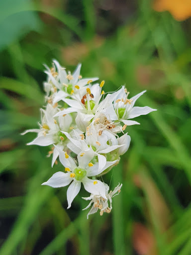 Therapeutic Garden @ Punggol Waterway Park - Thumbnail