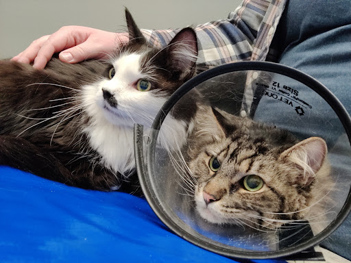Burch Creek Animal Hospital - Thumbnail