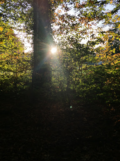 Kapperbos - Visual