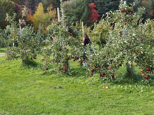 Doe Orchards - Visual