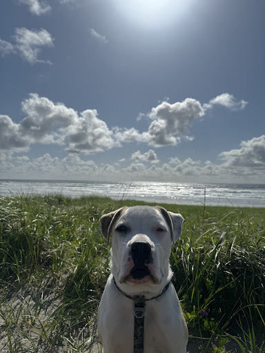Clatsop County Animal Shelter - Thumbnail
