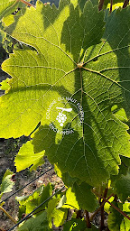 Photo n°1 de Domaine DU HAUT FOURNEAU (SCEA Frédéric TESTON) à Chançay (Établissement vinicole)