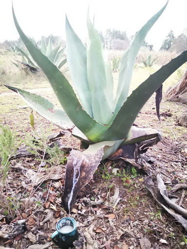 Rancho Gutierrez-Soto - Thumbnail