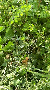 Fantasia Crystals by null