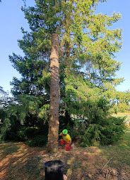 Photo n°3 de Gaillard Services Espaces Verts à Saint-Vulbas (Paysagiste)