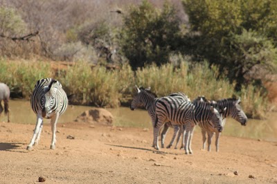 Photos of Pilanesberg Centre