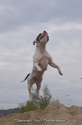 Photo n°5 de Gameness Staff : Elevage de Staffordshire Bull Terrier - Staffie à Saint-André-de-Sangonis (Éleveur)