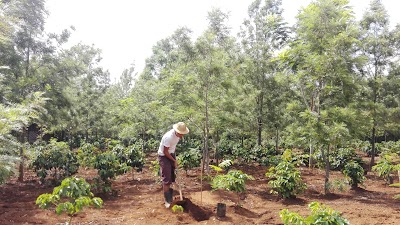 Photos of Dream Angel Coffee Farm