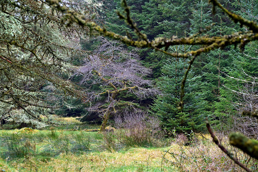 Aghyaran Forest. - Thumbnail