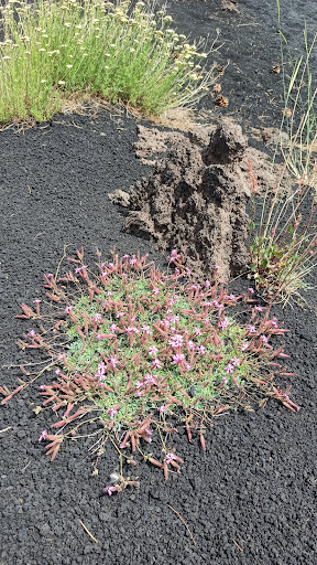 Explore Etna - Visual