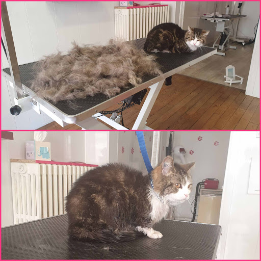 Photo de AMOUR DE POIL Salon de toilettage Centre Ville REVIGNY-SUR-ORNAIN S/O à Revigny-sur-Ornain (55800)