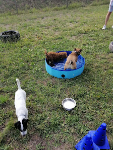 ANZA-Hund und Mensch Häuslerhof 91, 88696 Owingen, Deutschland