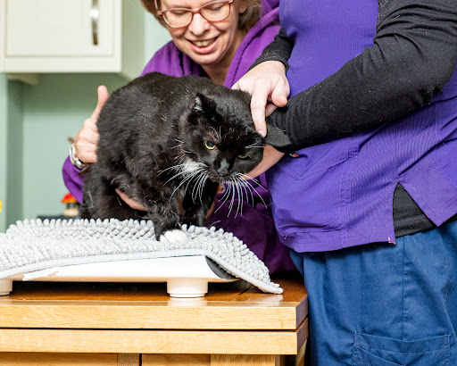 Vet2cat