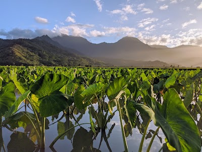 The Taro Fields