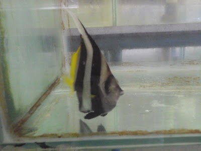 Photos of Aquarium Sea Palaces