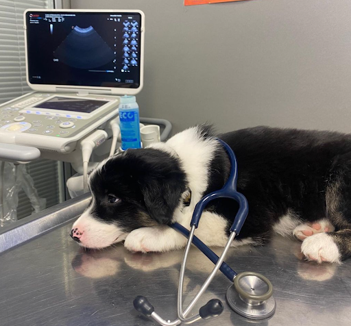 Pets Veterinary Clinic - Thumbnail