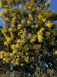 Photo n°18 de Virginie Schwaab immobilier Capifrance Sud Landes à Habas (Agence de location immobilière)