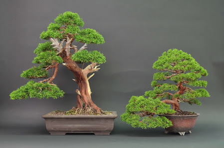 Bonsai Colmenar - Colmenar Viejo, Madrid