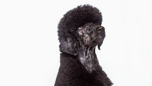 Hundesalon Marlies Dog Styling