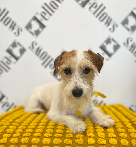 Toelettatura FELLOWS Dogs Boutique Brescia Gallery - Italy