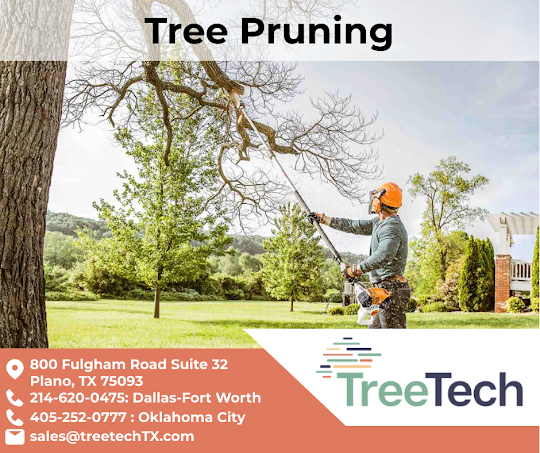 Tree Removal in Texas