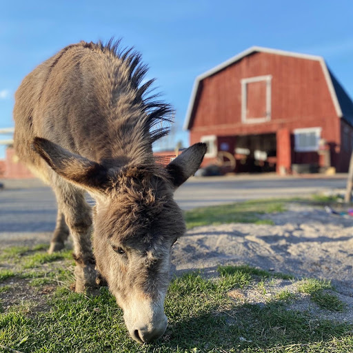 Lester's Farm Chalet - Thumbnail