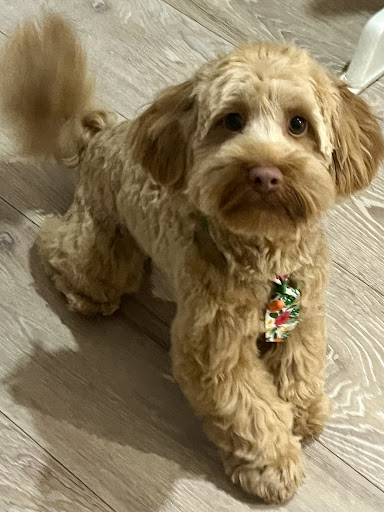 T Mills & Co Dog Grooming - Thumbnail